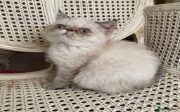 Exotic cats for sale: Outstanding Exotic Persian  - Image 8