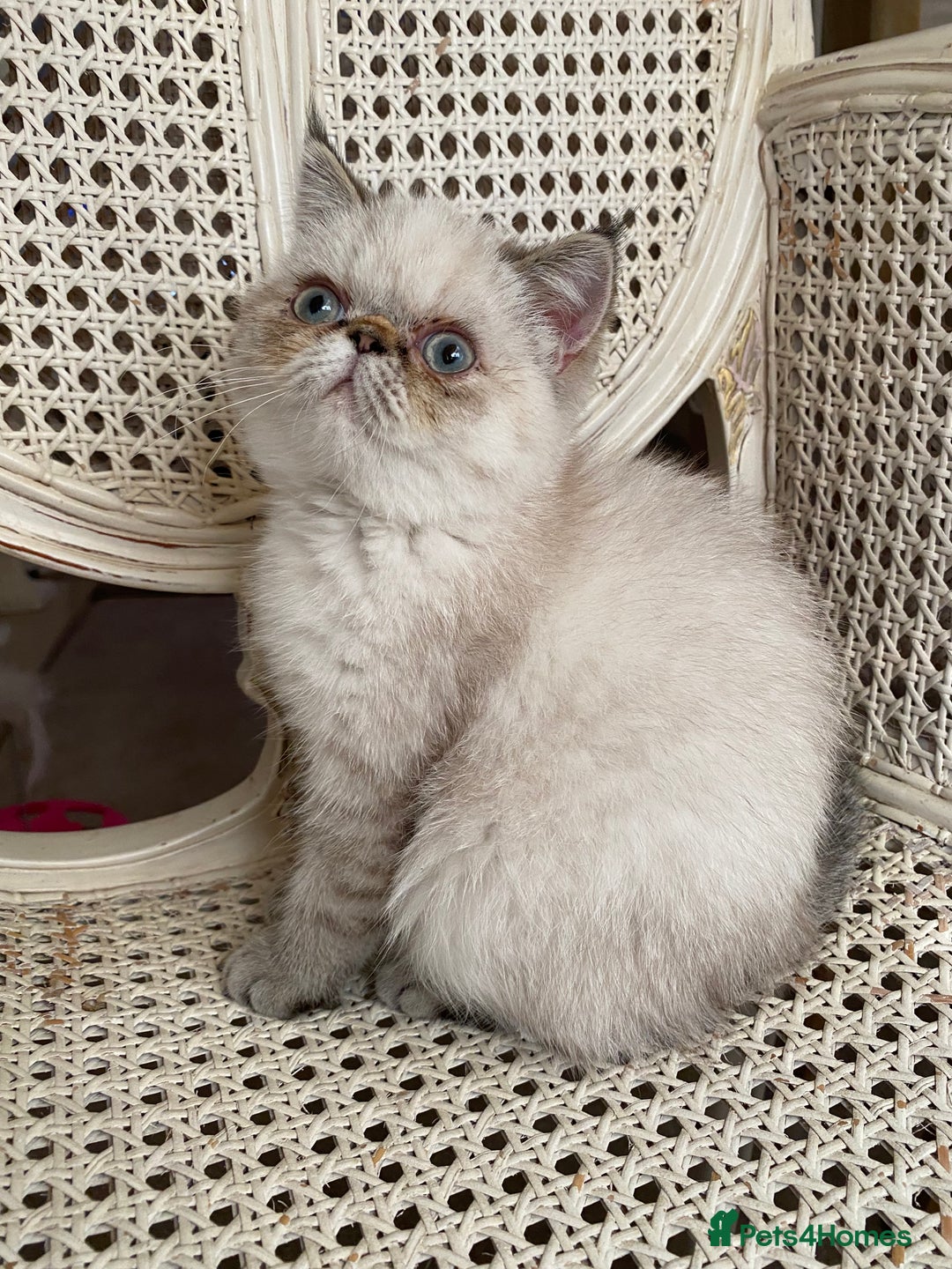 Exotic cats for sale: Outstanding Exotic Persian  - Image 8