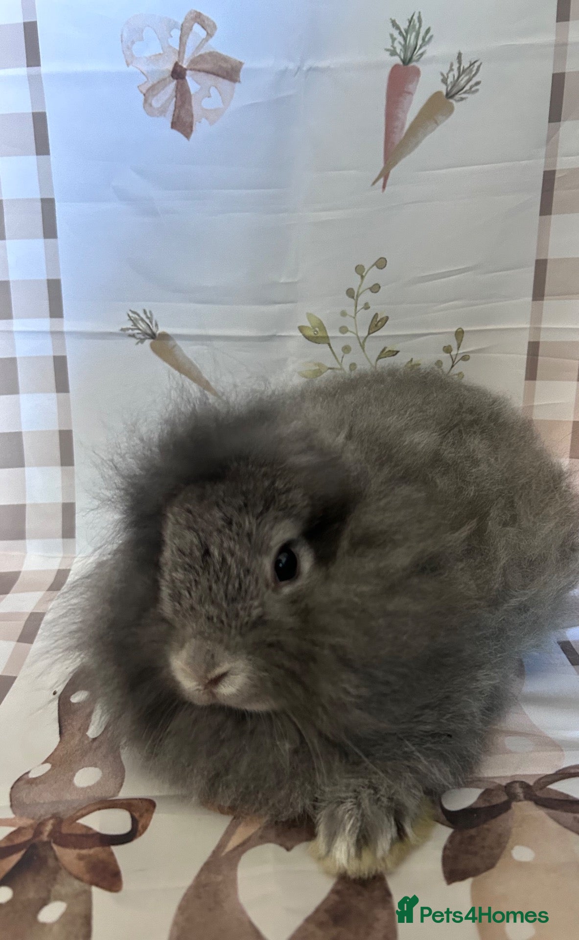 Mixed Breed rabbits Lionhead/Mini Lops - Advert 5