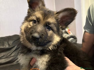 Mixed Breed dogs Beautiful German shepherd pups for sale ready now - Advert 2
