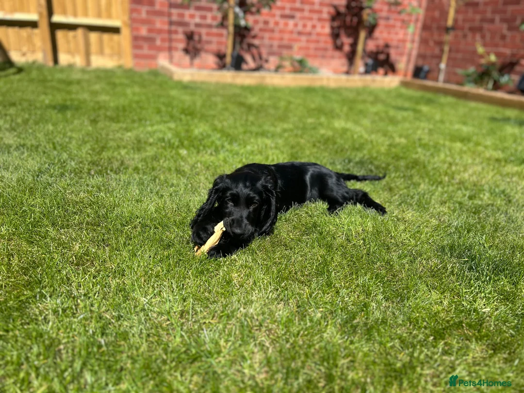 Cocker Spaniel dogs for sale: Ready to leave Cocker spaniel puppy  - Advert 2