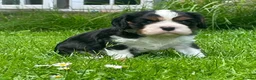 Cavalier King Charles Spaniel dogs for sale: Outstanding tri male pup - Advert 3