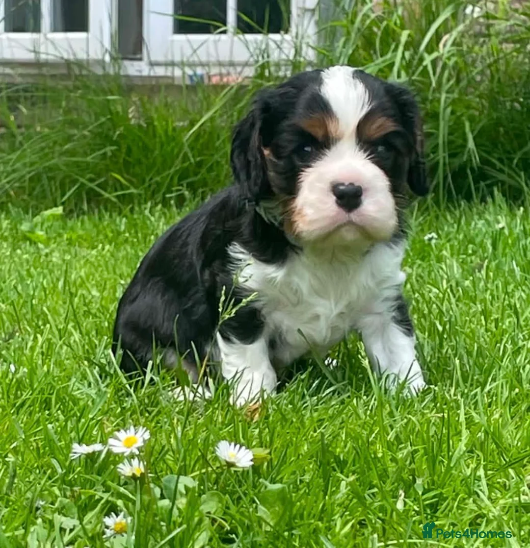 Cavalier King Charles Spaniel dogs for sale: Outstanding tri male pup - Advert 3
