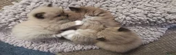 Ragdoll cats for sale: Stunning TICA Ragdoll Kittens Mink Sepia Cherubim in Northolt - Advert 2