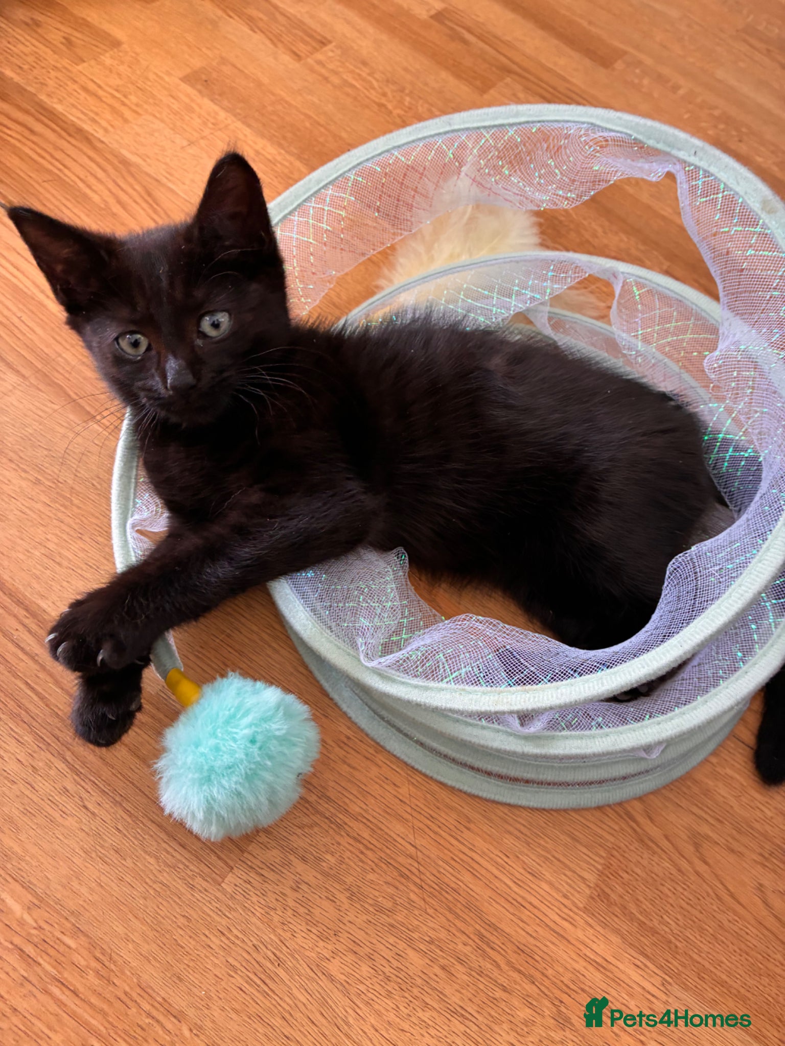 Mixed Breed cats Kittens for sale - Advert 1