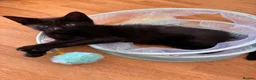 Mixed Breed cats for sale:  Kittens - Advert 26
