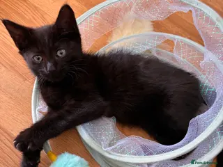 Mixed Breed cats Kittens for sale - Advert 1