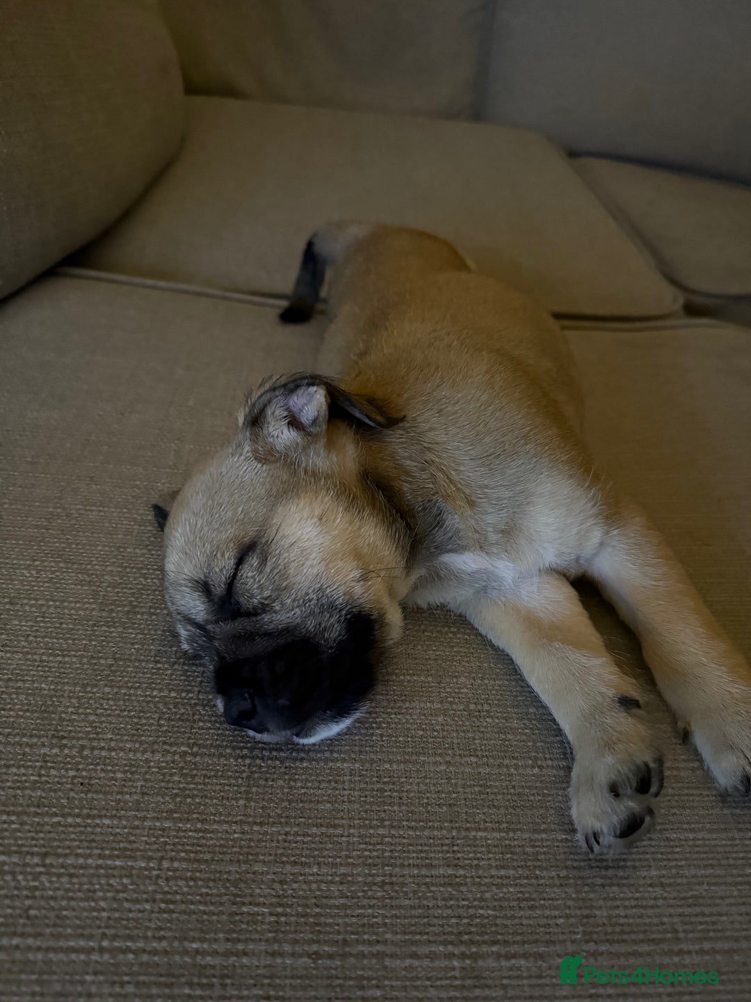 Mixed Breed dogs for sale: Ready Now!! British Bulldog x Miniature Schnauzer  - Image 7