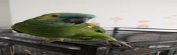 Budgerigars birds for sale: Exceptional Talking Green Parrot 100 Word  Friendl - Advert 1