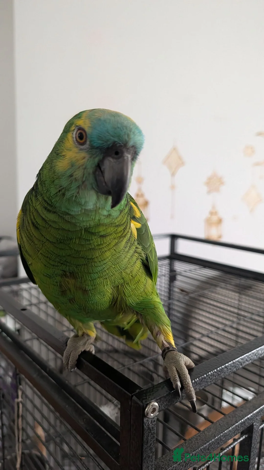 Budgerigars birds for sale: Exceptional Talking Green Parrot 100 Word  Friendl - Advert 1
