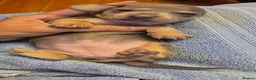 Miniature Dachshund dogs for sale: Miniature Dachshunds unusual colour ready 2nd Sept - Advert 5