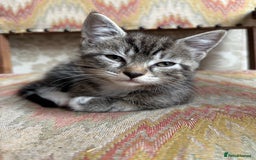 Domestic Shorthair cats for sale: Two gorgeous kittens - Tabby girl and tuxedo boy - Image 1