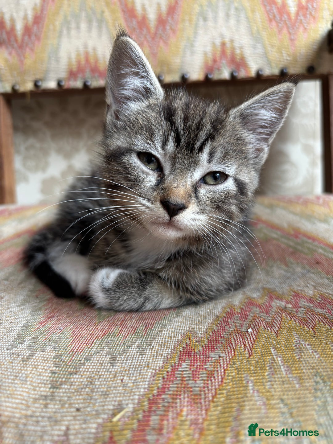 Domestic Shorthair cats for sale: Two gorgeous kittens - Tabby girl and tuxedo boy - Image 1