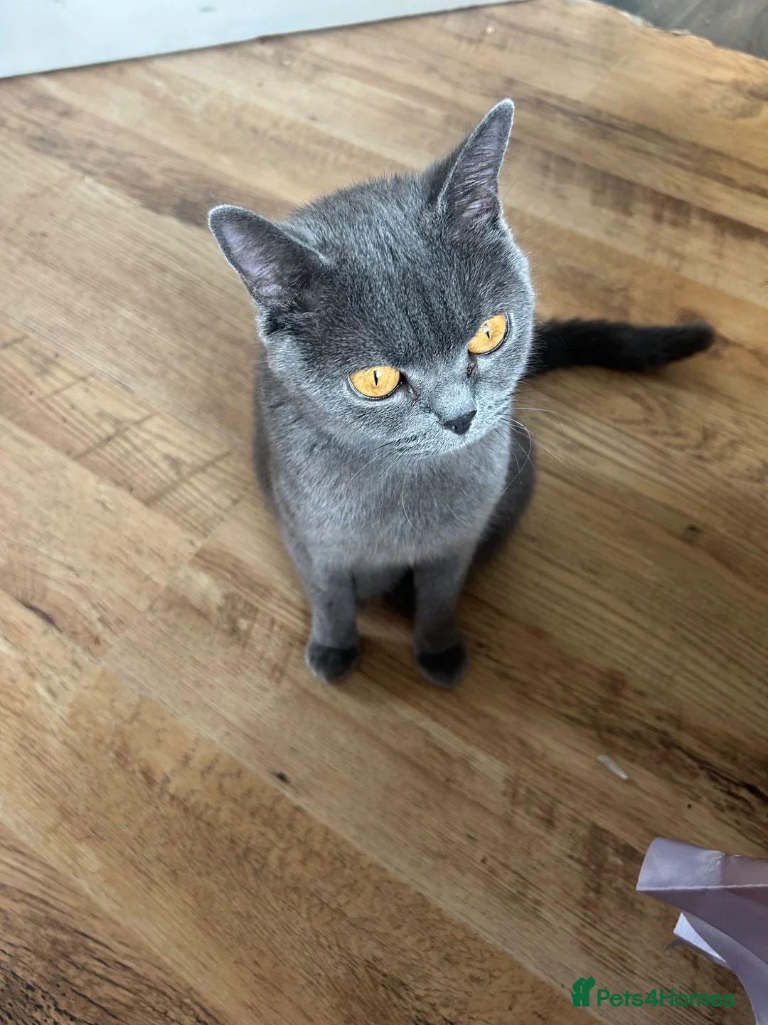 British Shorthair cats for sale: British shorthair kitten - Advert 1