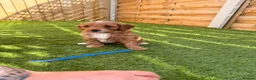 Cavapoo dogs for sale: A beautiful litter of F2 Cavapoos - Advert 6