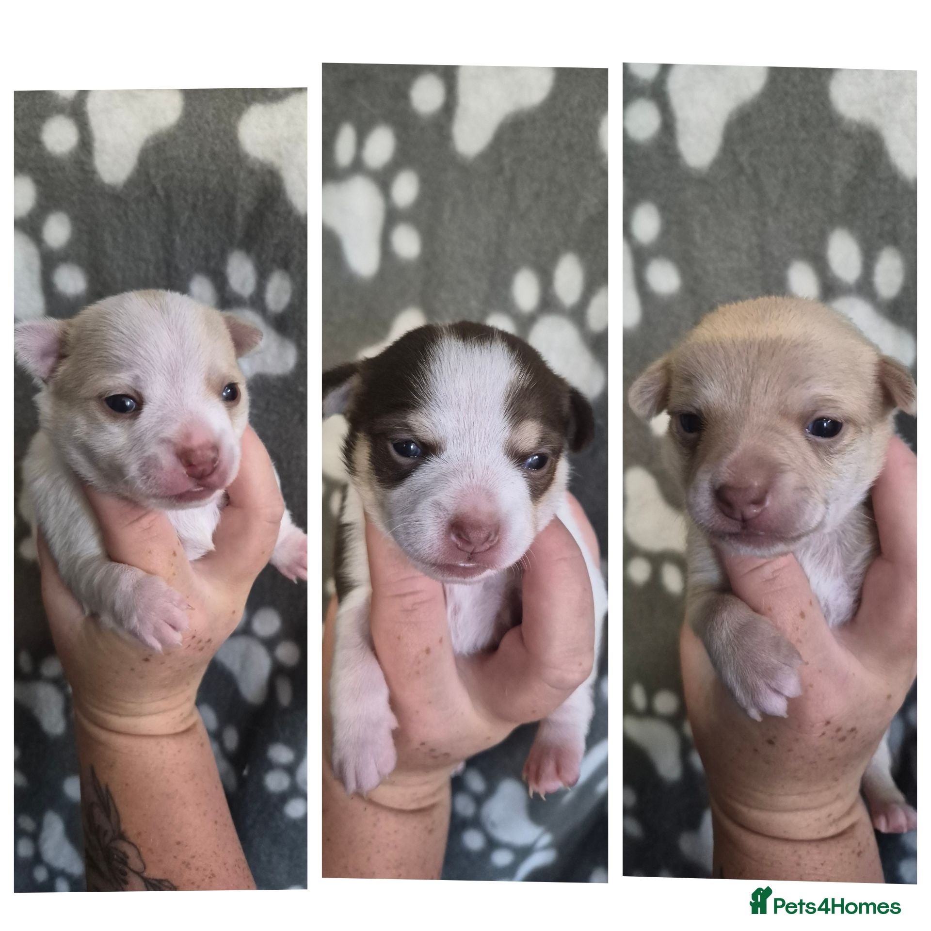 Chihuahua dogs 3 beautiful chihuahua puppy's  - Advert 5