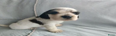 Cocker Spaniel 2