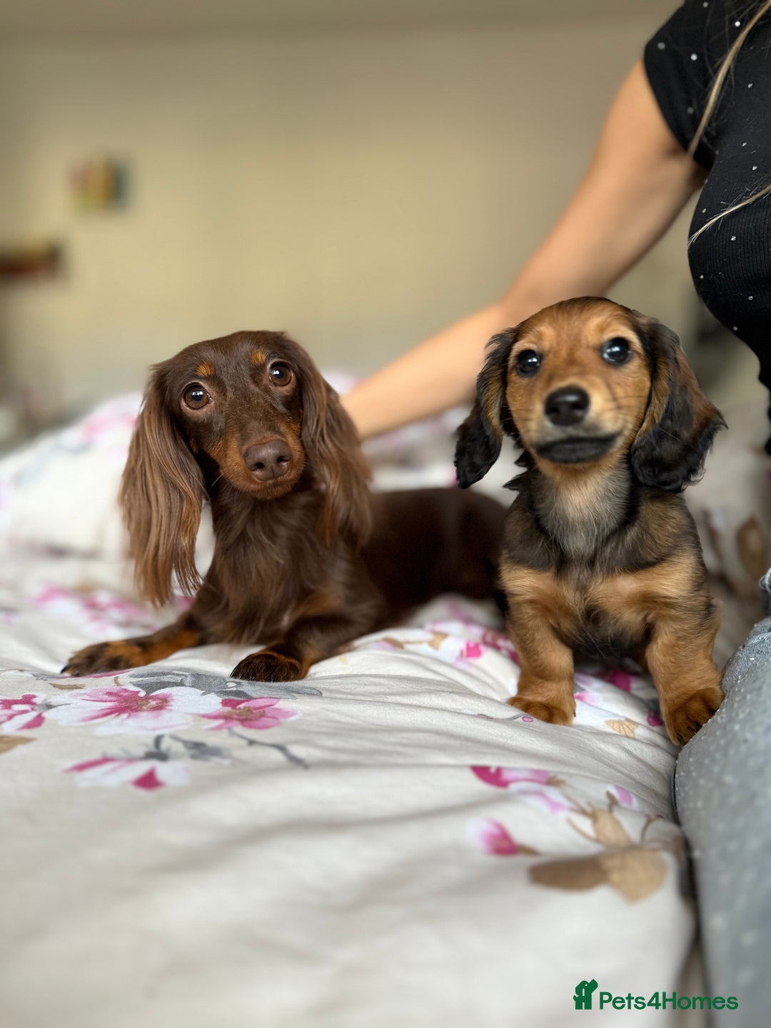 Dachshund dogs for sale: Kc . Reg. miniature longhair dachshund puppies  - Image 16