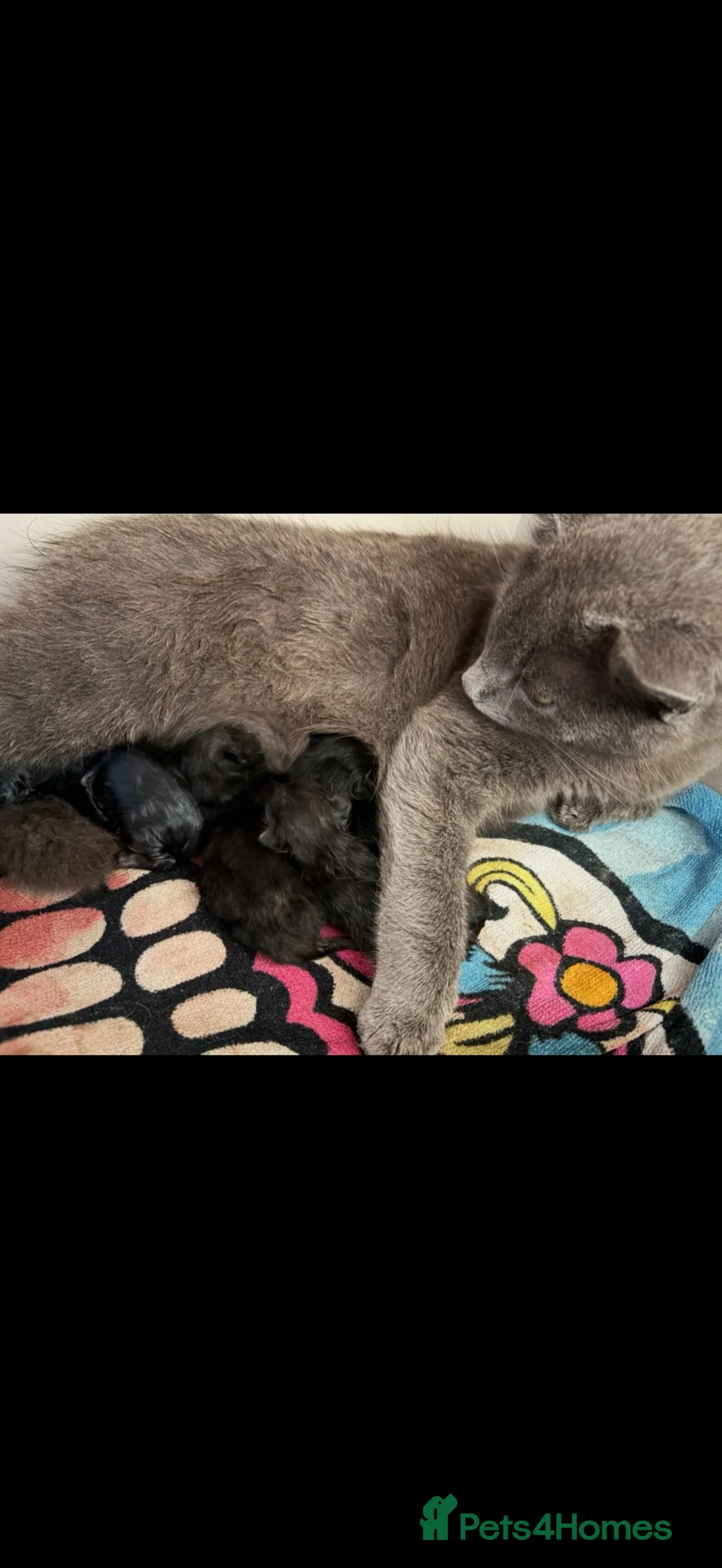 Mixed Breed cats for sale: 3 boys & 1 girl  - Advert 2