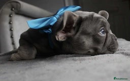 French Bulldog dogs for sale: French bulldog  puppies - Image 11