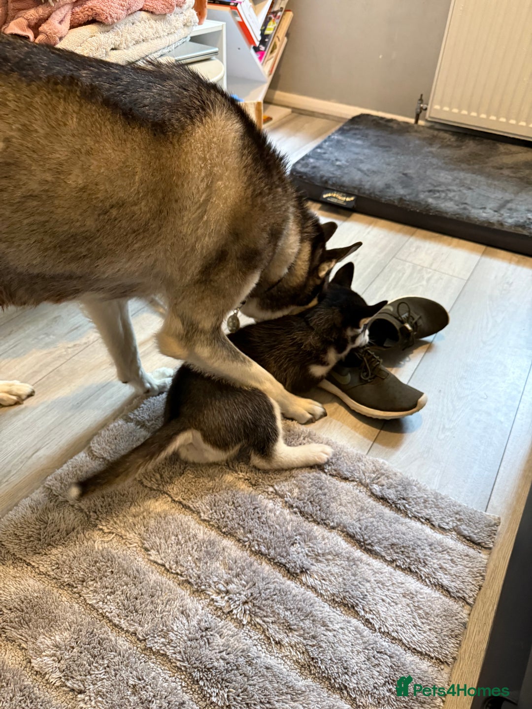 Siberian Husky dogs for sale: Strong Chunky Siberian Husky puppy’s  - Image 28