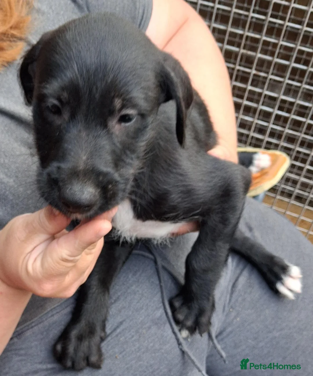 Lurcher dogs for sale: Beautiful well bred lurcher puppies - Advert 2