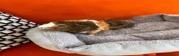 Guinea Pig rodents for sale: 4months, female, inc cage & accessories - Advert 3