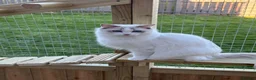Ragdoll cats for sale: 🐾GCCF registered Blue and Lilac kittens🐾 - Advert 1