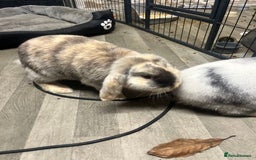 Mini Lop rabbits for sale: 2 mini lop rabbits 1 boy 1 girl  - Image 10