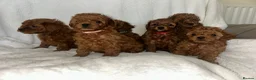Cavapoo dogs for sale: 7 Beautiful Deep Red Cavapoo Puppies - Advert 10