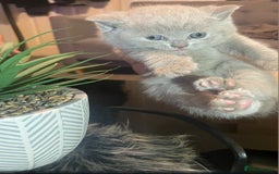 British Shorthair cats for sale: STUNNING 4 MALES BSH KITTENS 900£ - Image 16
