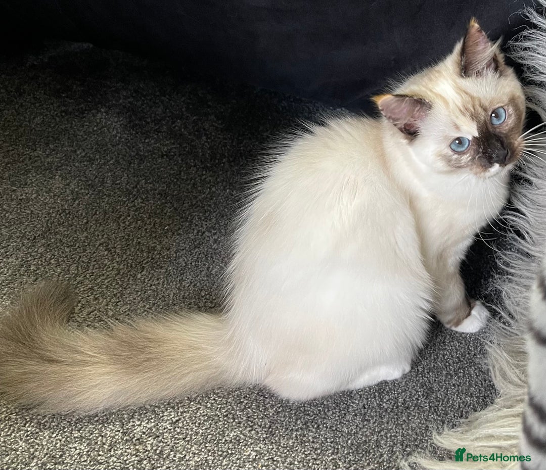 Ragdoll cats for sale: VERY RARE CREAM FLARE BICOLOUR RAGDOLL KITTEN - Advert 37