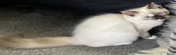 Ragdoll cats for sale: VERY RARE CREAM FLARE BICOLOUR RAGDOLL KITTEN - Advert 37