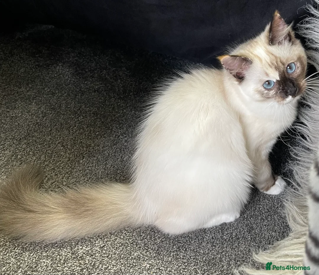 Ragdoll cats for sale: VERY RARE CREAM FLARE BICOLOUR RAGDOLL KITTEN - Advert 37