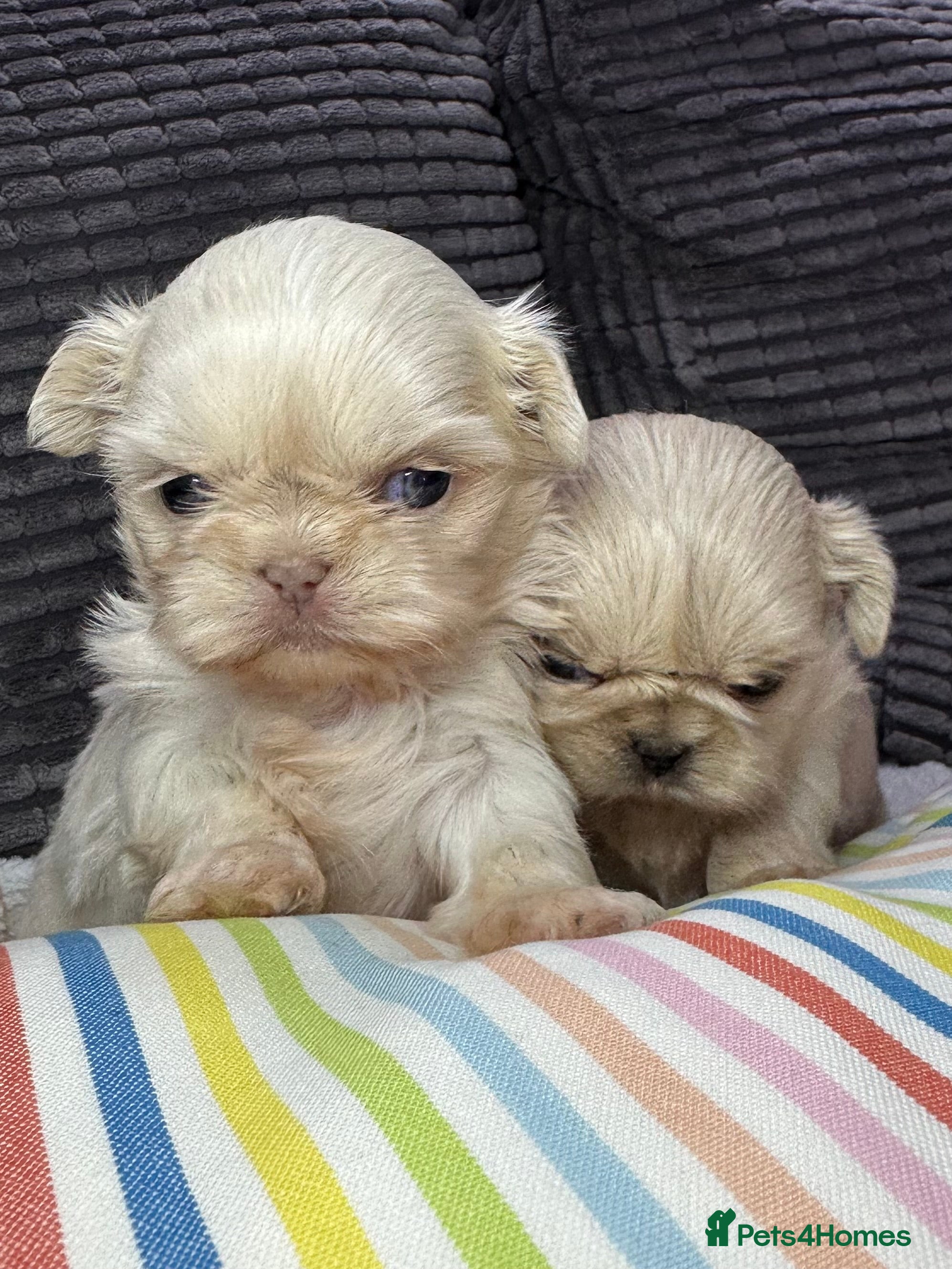 Shih Tzu dogs Imperial shihtzu puppies  - Advert 5