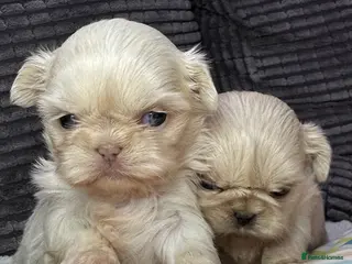 Shih Tzu dogs Imperial shihtzu puppies - Advert 5