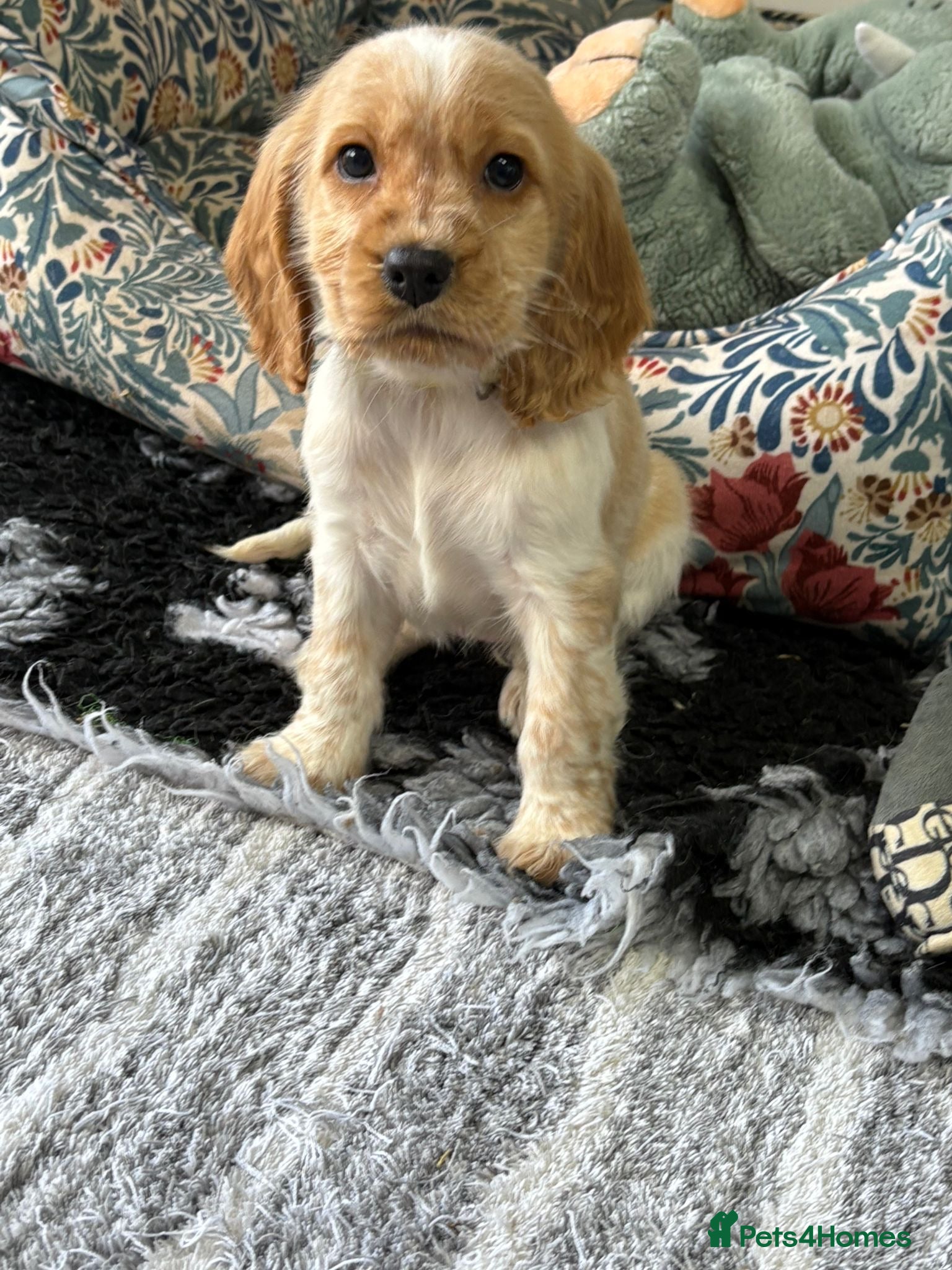 Cocker Spaniel dogs KC registered English cocker spaniels - Advert 3