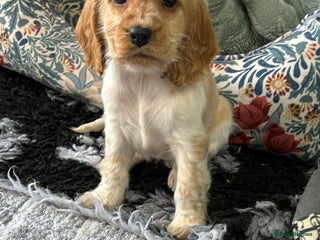 Cocker Spaniel dogs KC registered English cocker spaniels - Advert 3