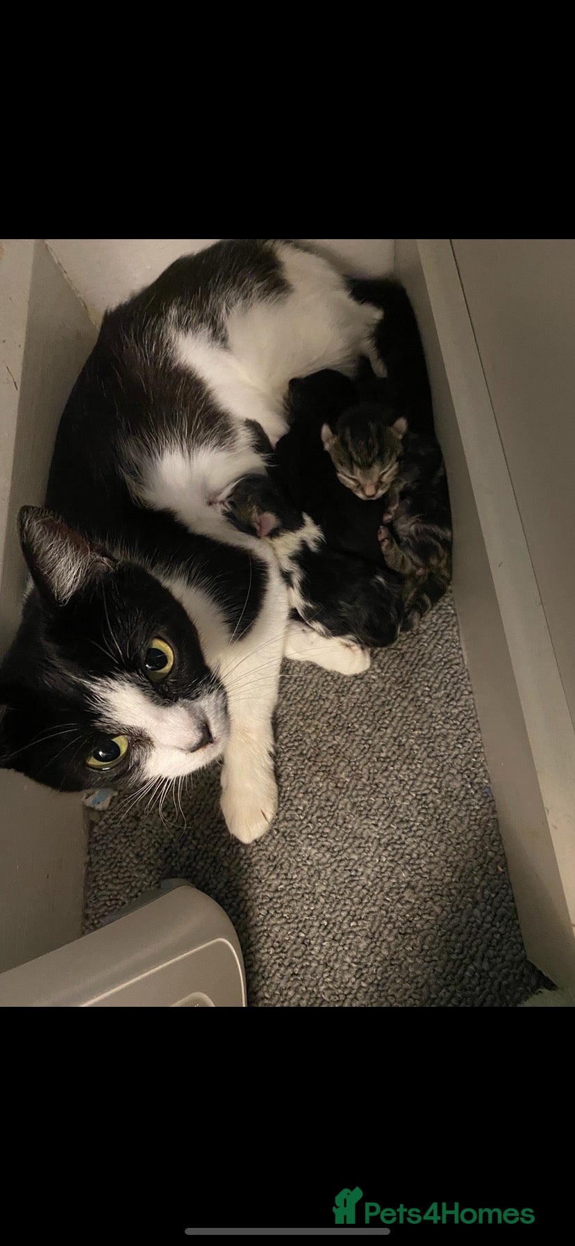 Mixed Breed cats for sale: Four beautiful kittens  - Advert 19