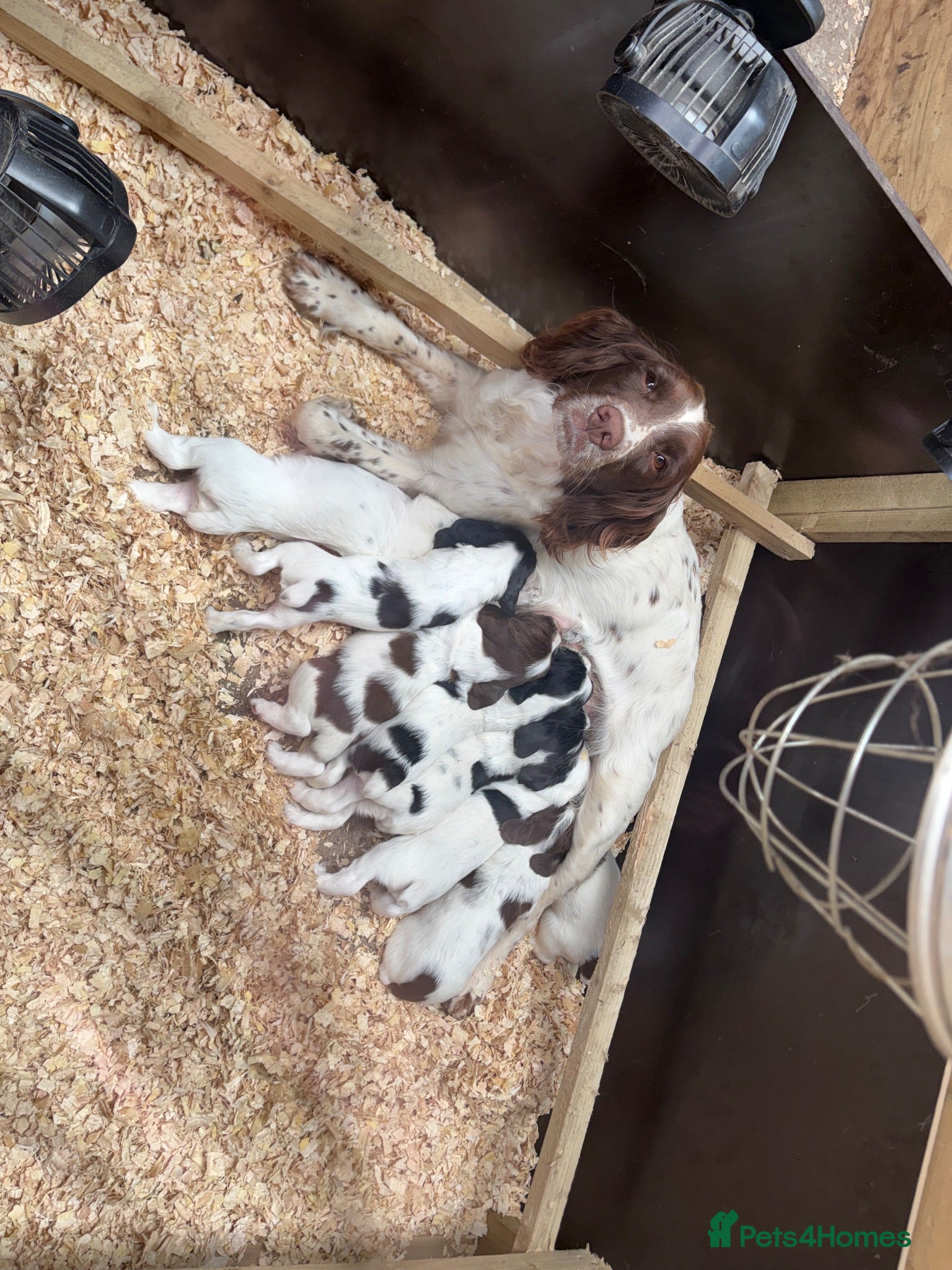 English Springer Spaniel dogs Three male springer spaniel pups  - Advert 1