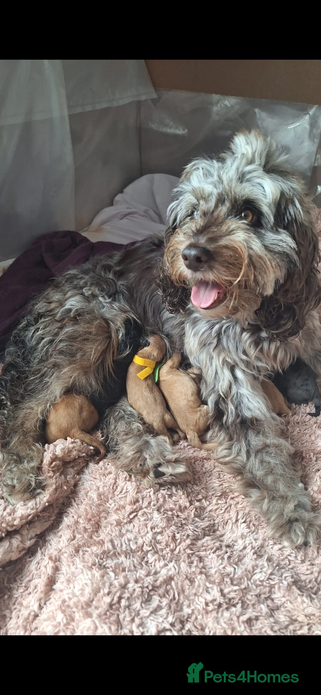 Toy Poodle dogs for stud: toy poodle short notice DNA  tested clear PRA £125 in Nottingham - Advert 22