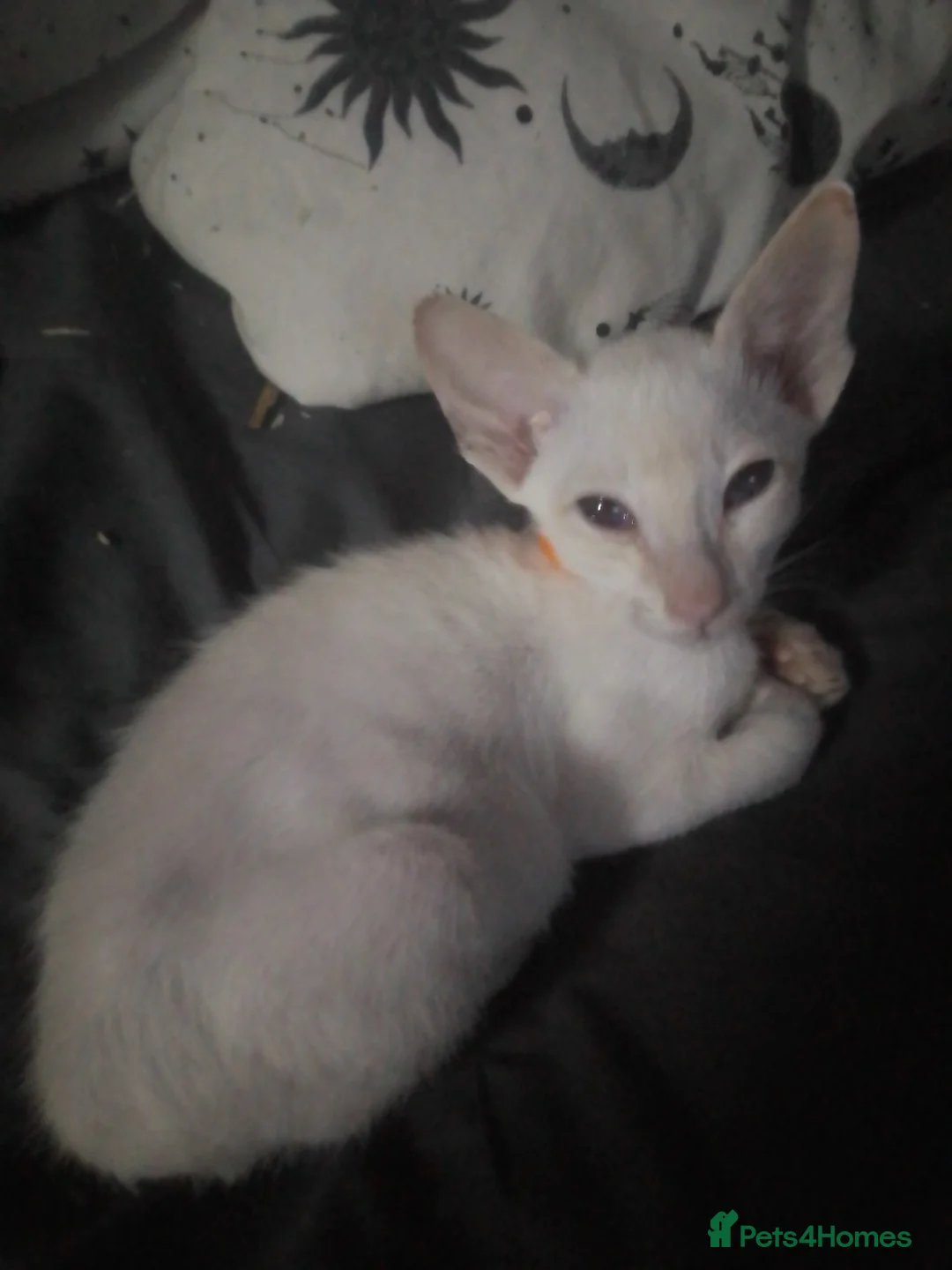 Siamese cats for sale: Siamese kittens - Advert 5