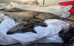Mixed Breed dogs for sale: Lurcher Siblings - Image 9