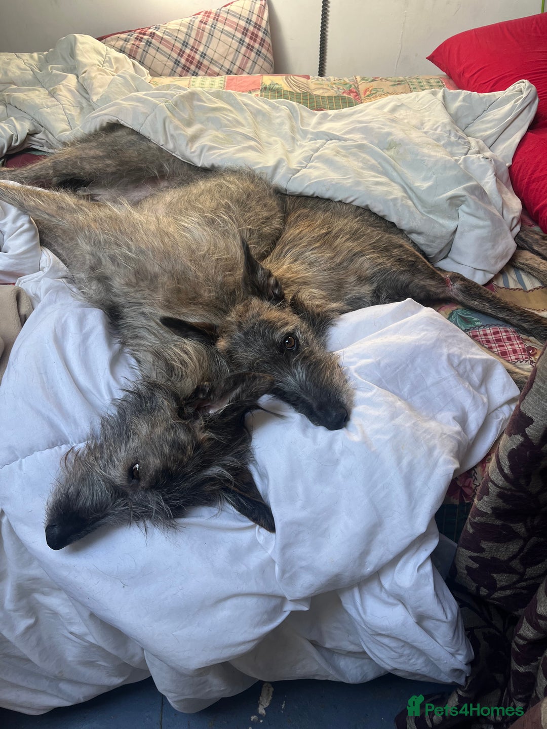 Mixed Breed dogs for sale: Lurcher Siblings - Image 9