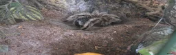 Tarantulas invertebrates for sale: Tarantula Collection  in Sturminster Newton - Advert 6