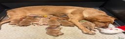 Labrador Retriever dogs for sale: Beautiful fox red puppies  - Advert 28