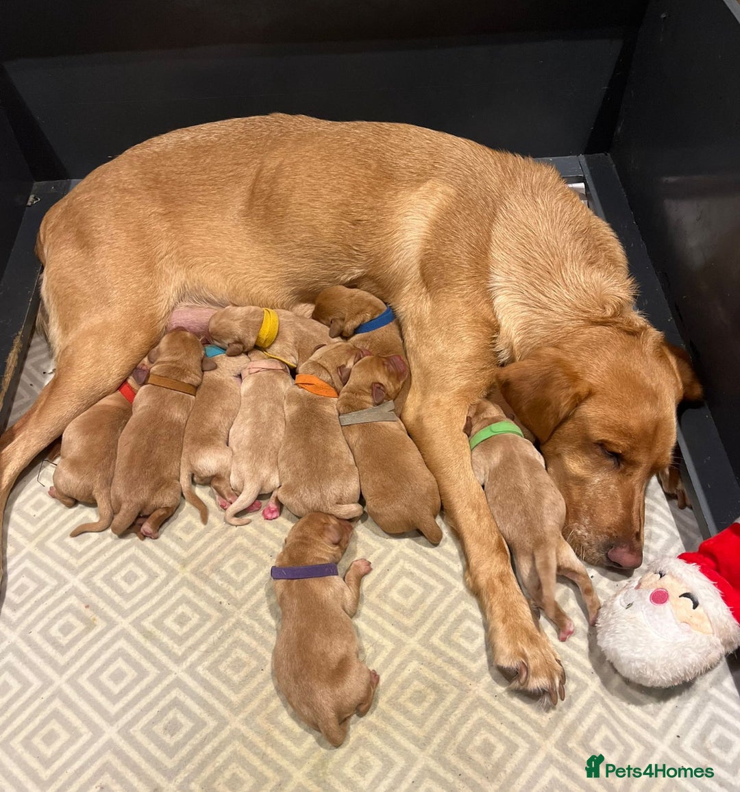 Labrador Retriever dogs for sale: Beautiful fox red puppies  - Advert 28