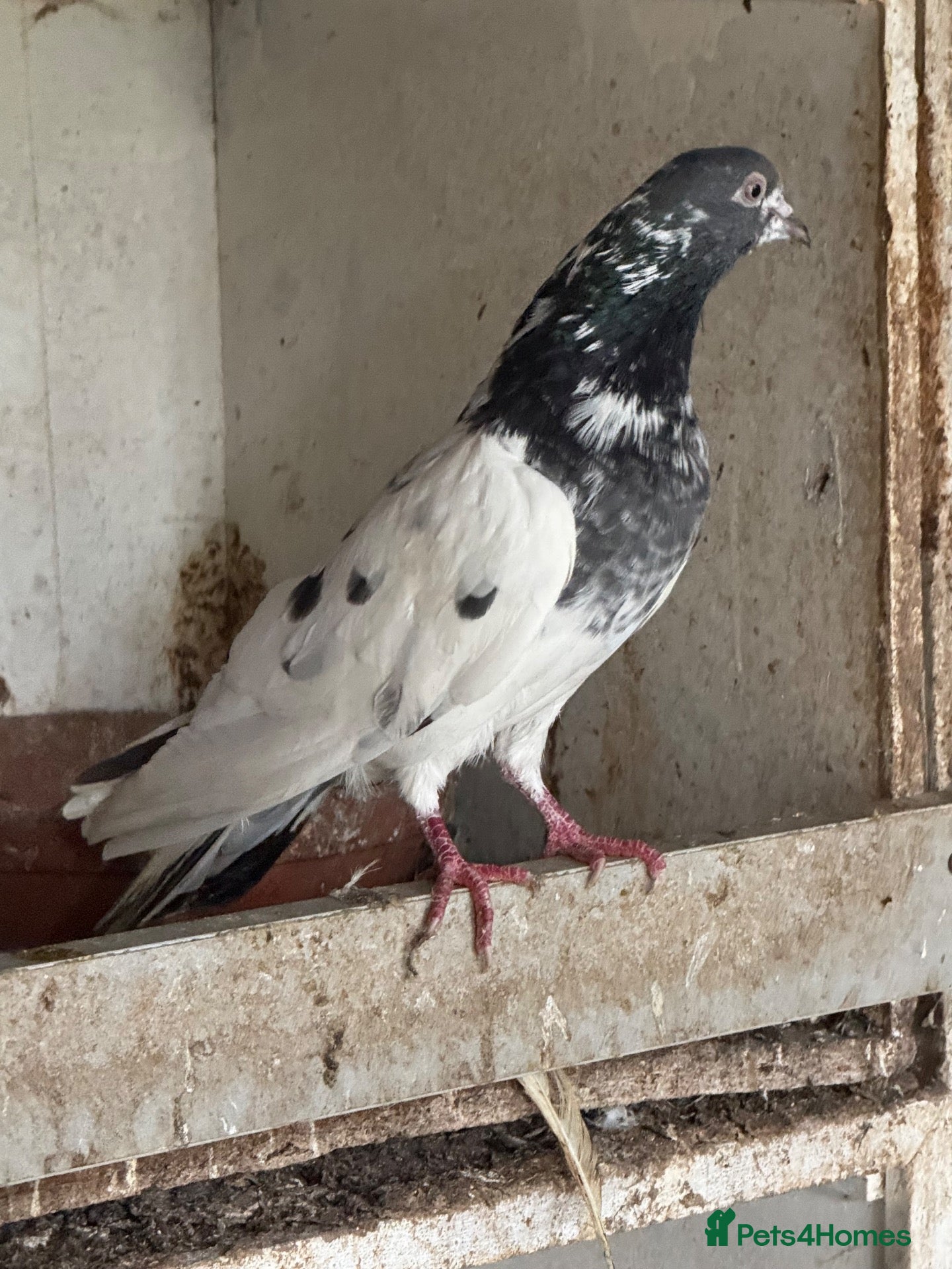 Pigeons birds Pakistani high flyers  - Advert 1