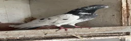 Pigeons birds for sale: Pakistani high flyers  - Advert 1