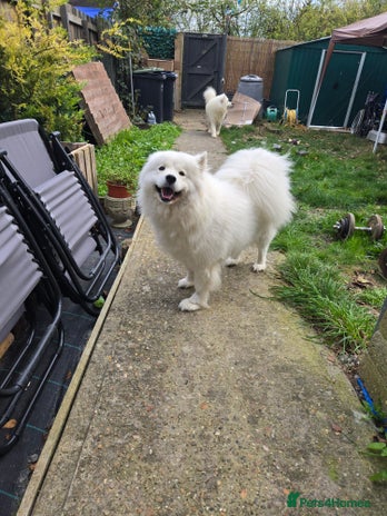 Samoyed dogs in Cambridge - Advert 2
